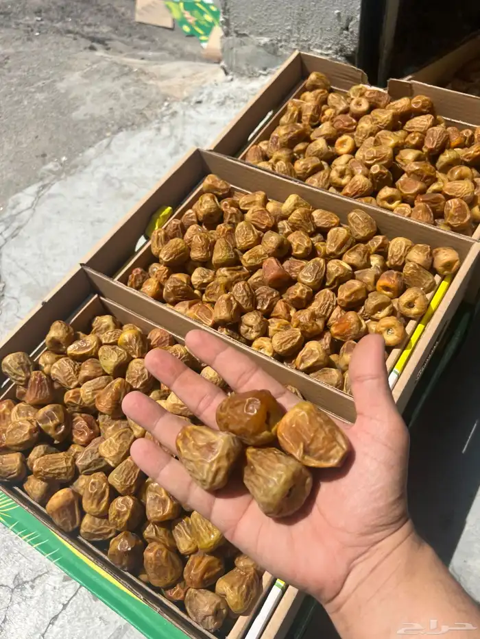 تمر سكري مفتل فواخر المفتل ملكي  نوادر 2