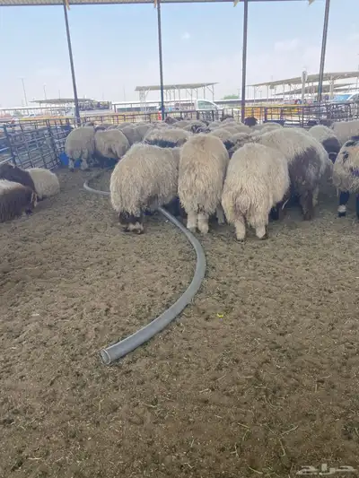 مشالله ذبايح نعيم فاخره 0