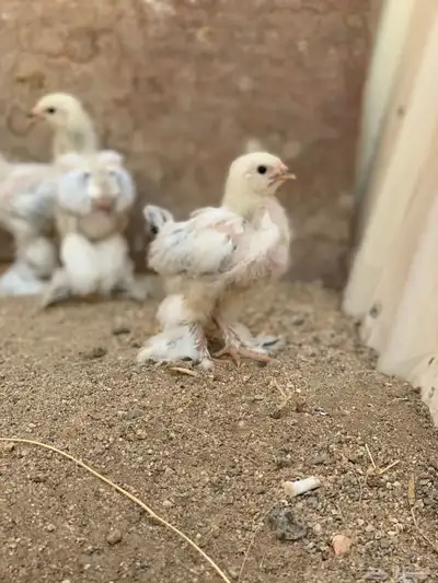 صيصان براهما كولمبي ( تم البيع ) 2