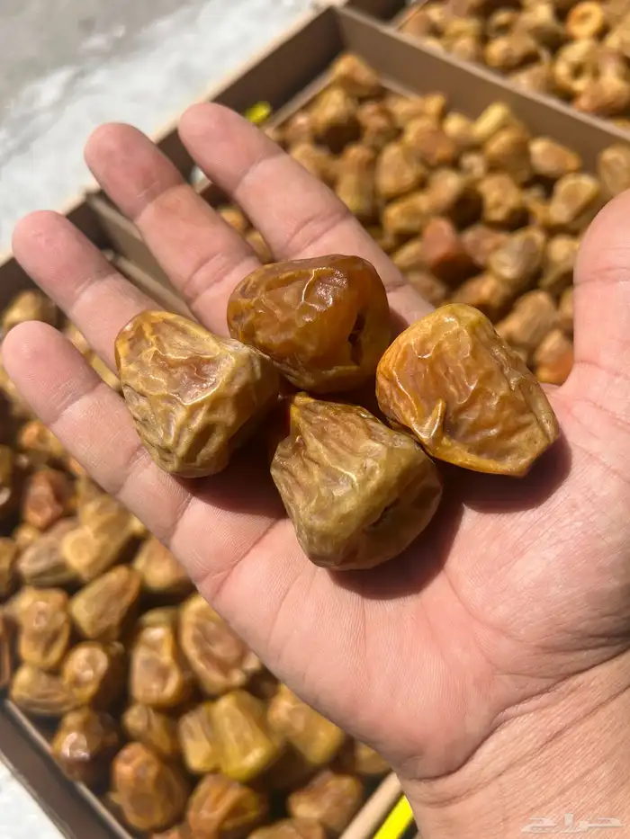 تمر سكري مفتل فواخر المفتل ملكي  نوادر 4
