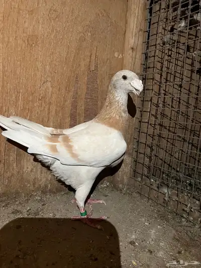 حمام 3
