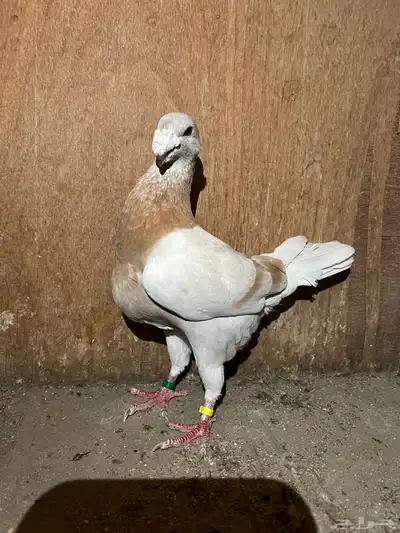حمام 2