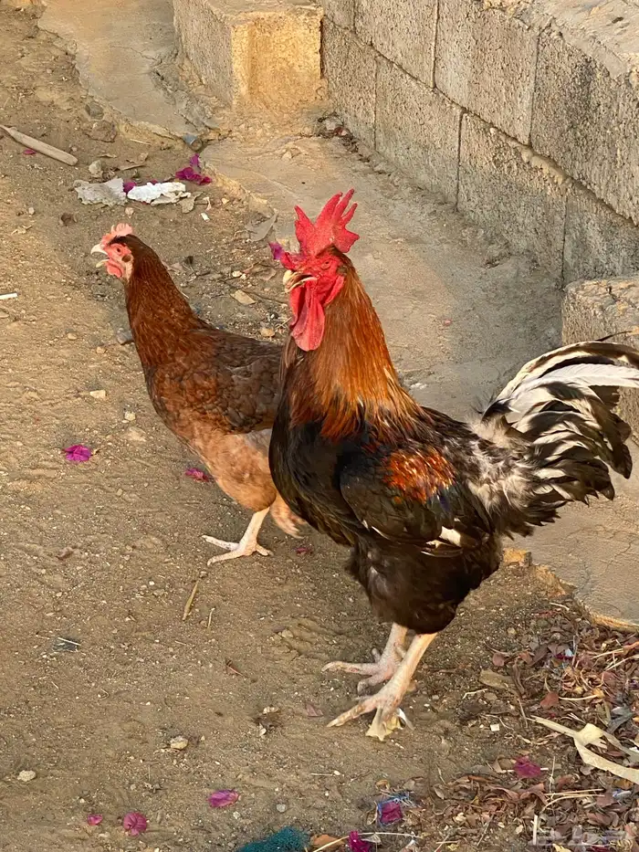 دجاج تركي للبيع 5