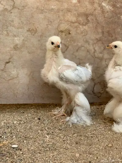 صيصان براهما كولمبي ( تم البيع ) 0