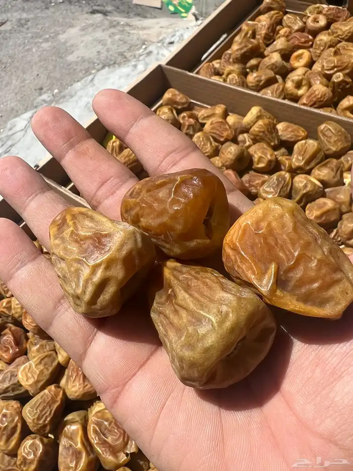 تمر سكري مفتل فواخر المفتل ملكي  نوادر 3
