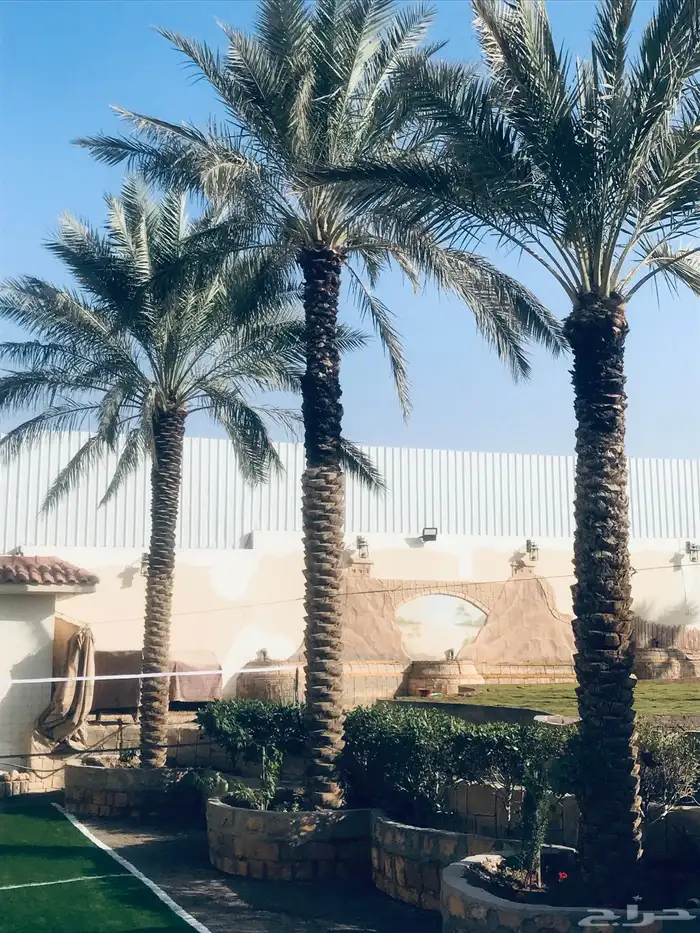 استراحه نظيفه جدا للإيجار اليوميي ( ومعروضه للبيع ) في ديراب 43