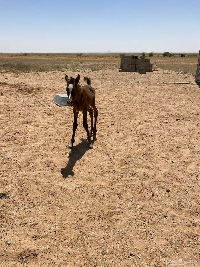 للبيع فرس شعبيه شيخه عمرها 5 سنوات 9
