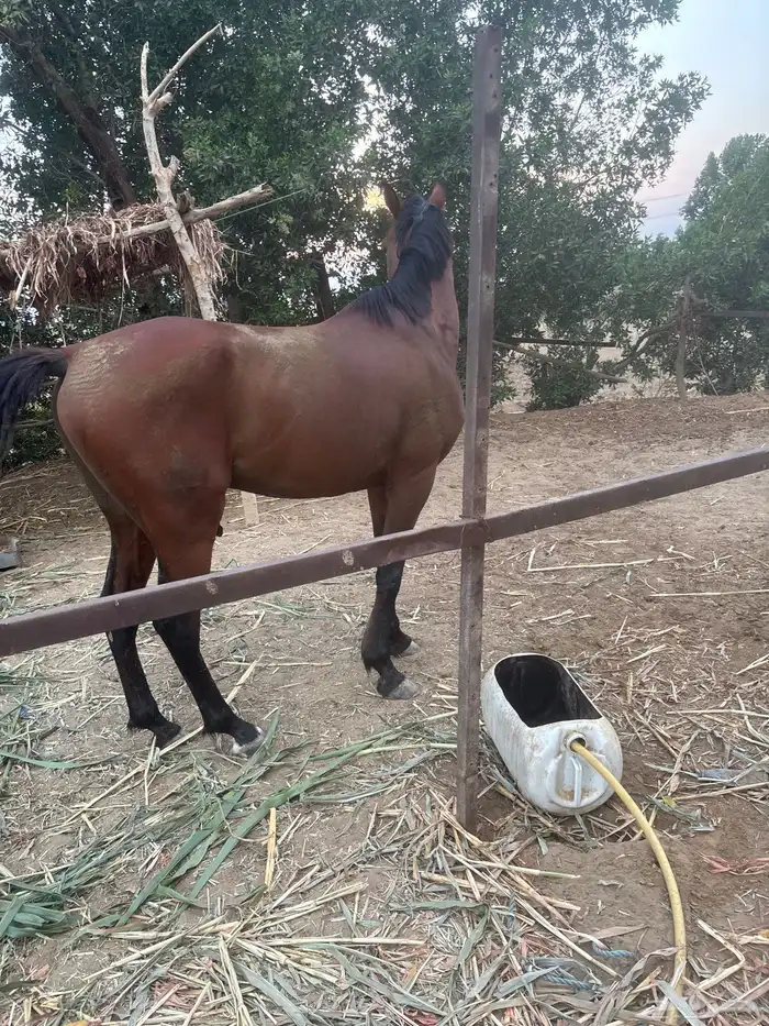للبيع 0