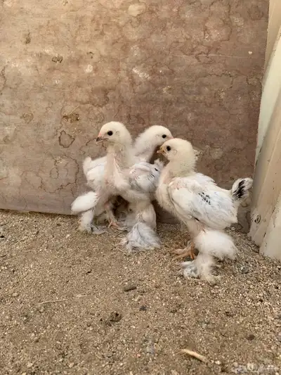 صيصان براهما كولمبي ( تم البيع ) 3