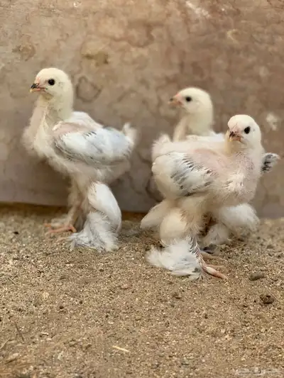 صيصان براهما كولمبي ( تم البيع ) 5