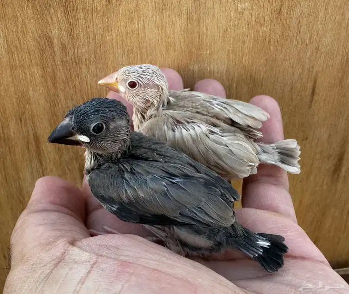 فروخ جاوا محلي للتربيه 0