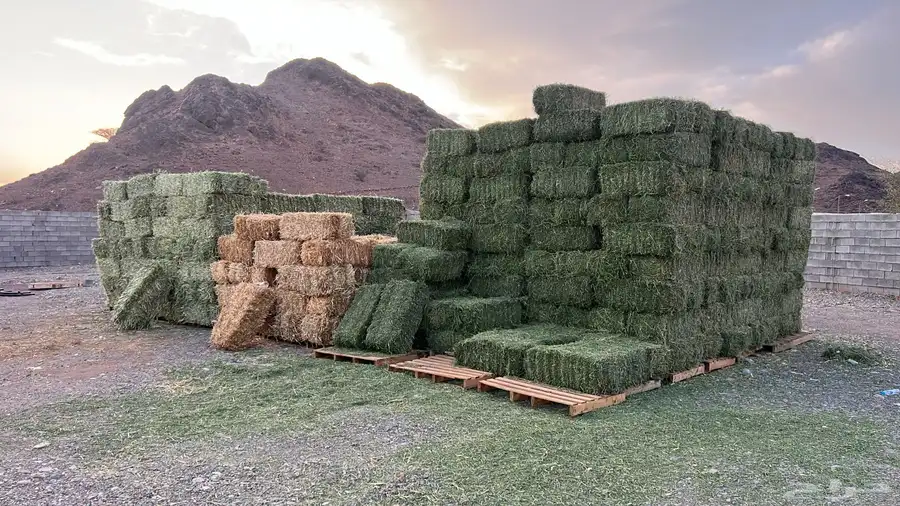 برسيم للبيع صافي ورق وعود ناعم 4