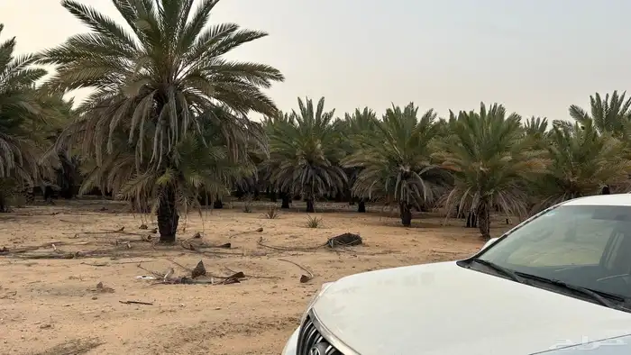 نخل حلوة الجوف للبيع 12