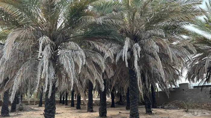 نخل حلوة الجوف للبيع 10