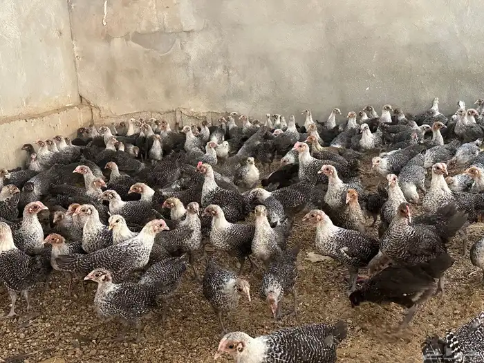 فروخ فيومي تم البيععع 9
