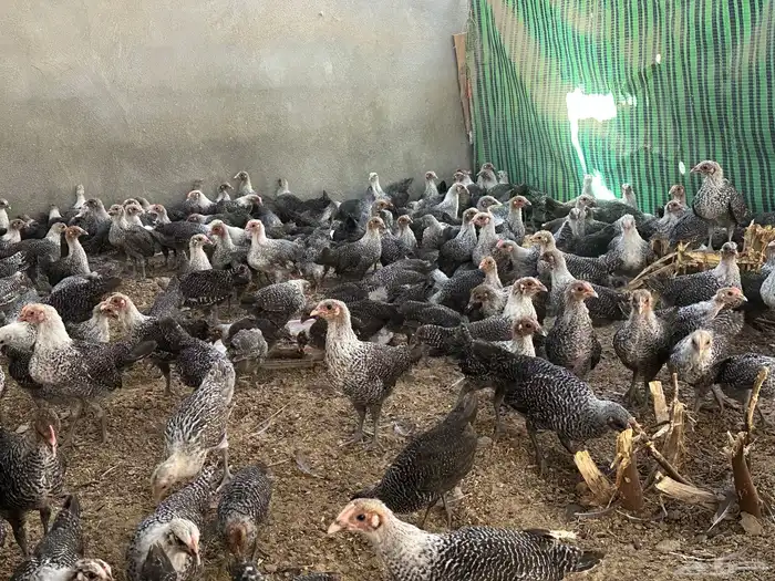 فروخ فيومي تم البيععع 2