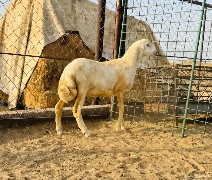 مشروع فحل رفيدي (( تم البيع )) 1