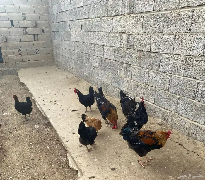 دجاج تركي للبيع 25