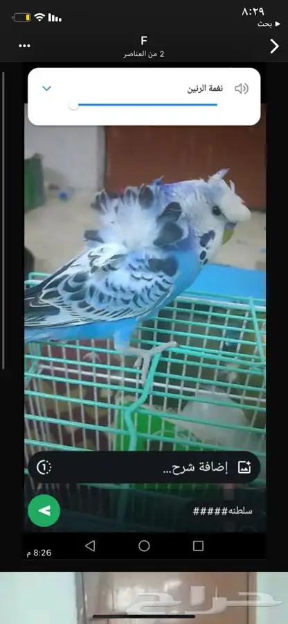 طير حب متكلم هدد اليف 0