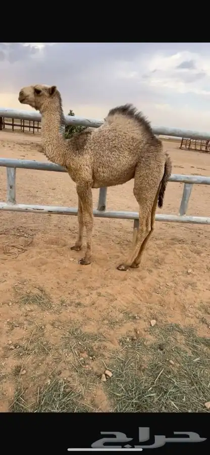 خلفات 2 طيبات 3