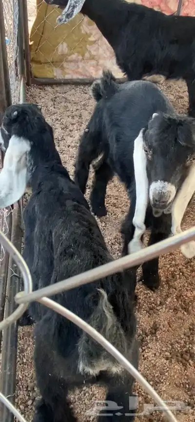 سلام عليكم البيع عنز والد معه تيسين 1