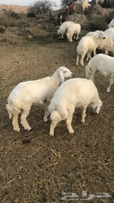 اضاحي 0