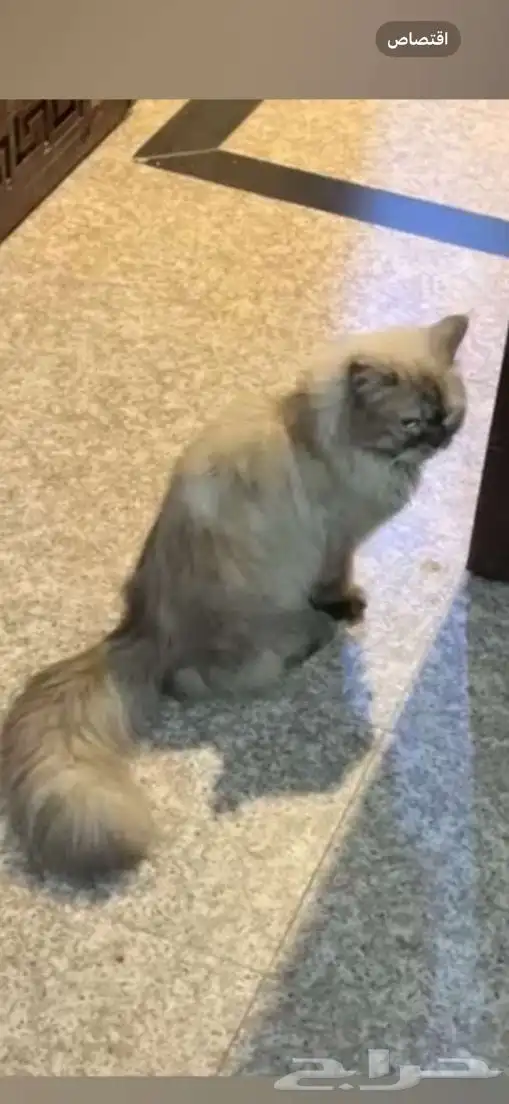 قط شيرازي 0