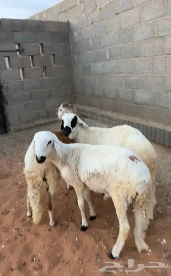 للبيع سواكن تربيه ولحمه شرط 0