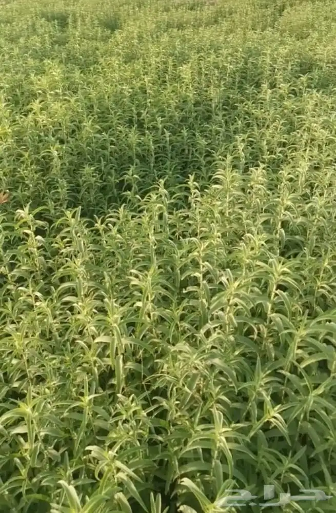 مزرعه حبق الموقع فيفاء 0
