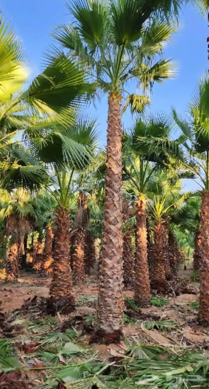 نخل واشنطوني 1