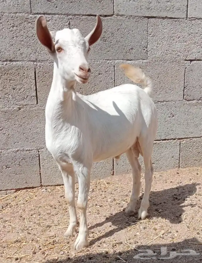 تيوس للبيع ذبايح 1