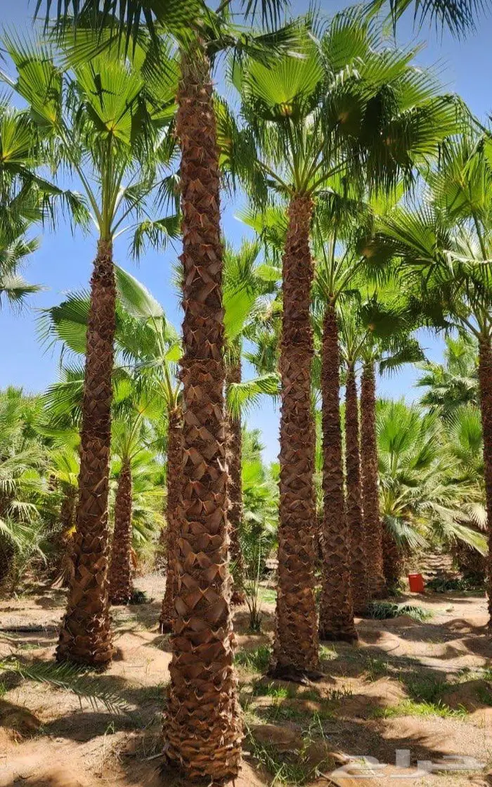 نخل واشنطوني 2