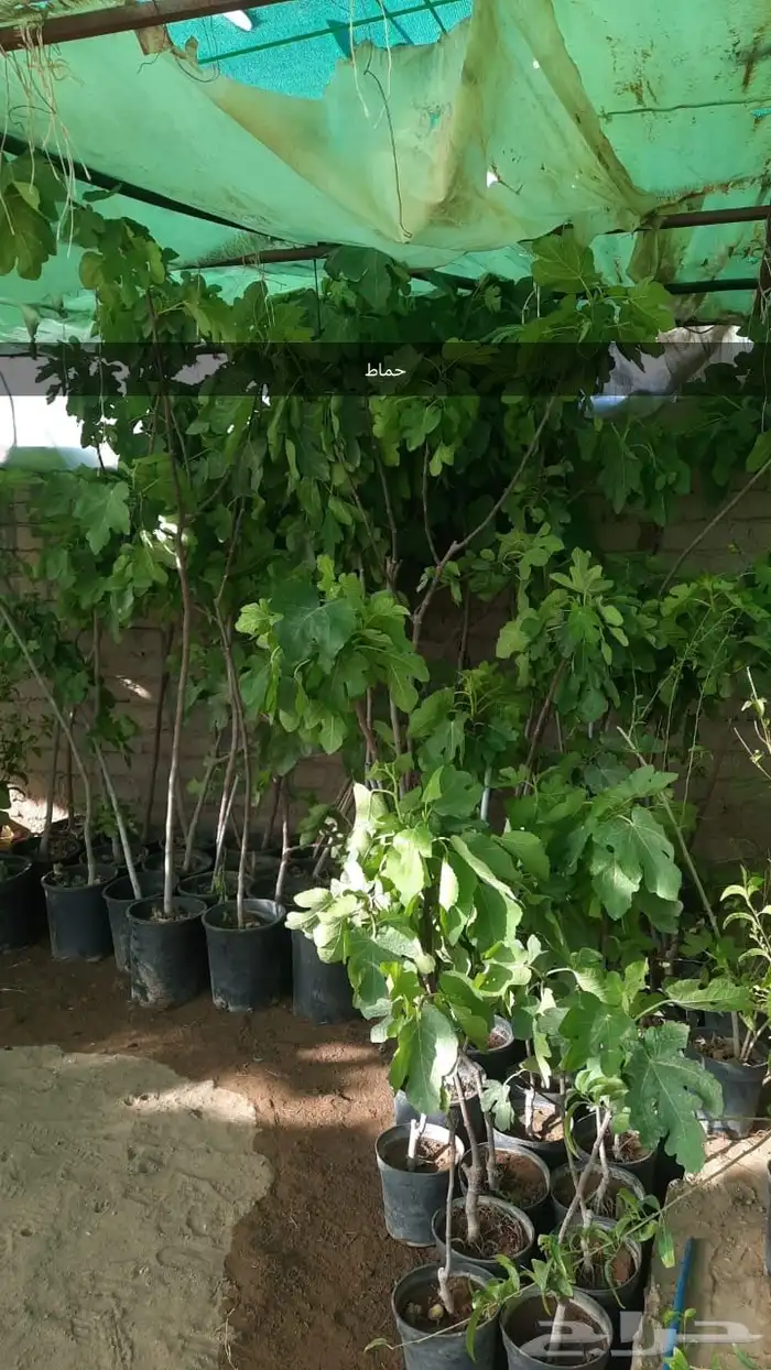 شتل كبير ومنتج 1