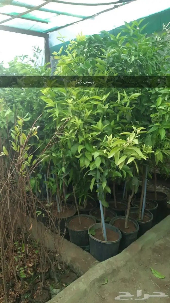 شتل كبير ومنتج 0