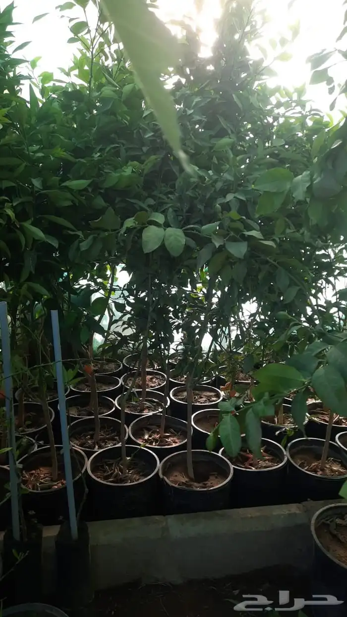 شتل كبير ومنتج 4