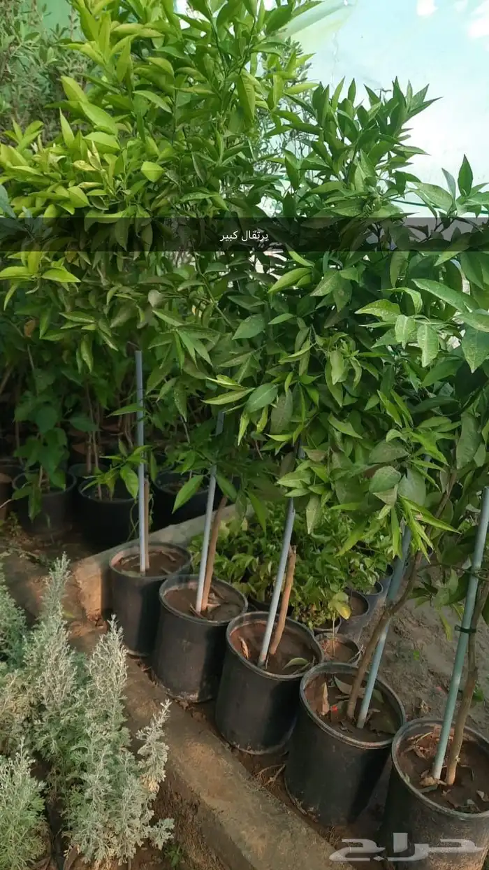 شتل كبير ومنتج 3