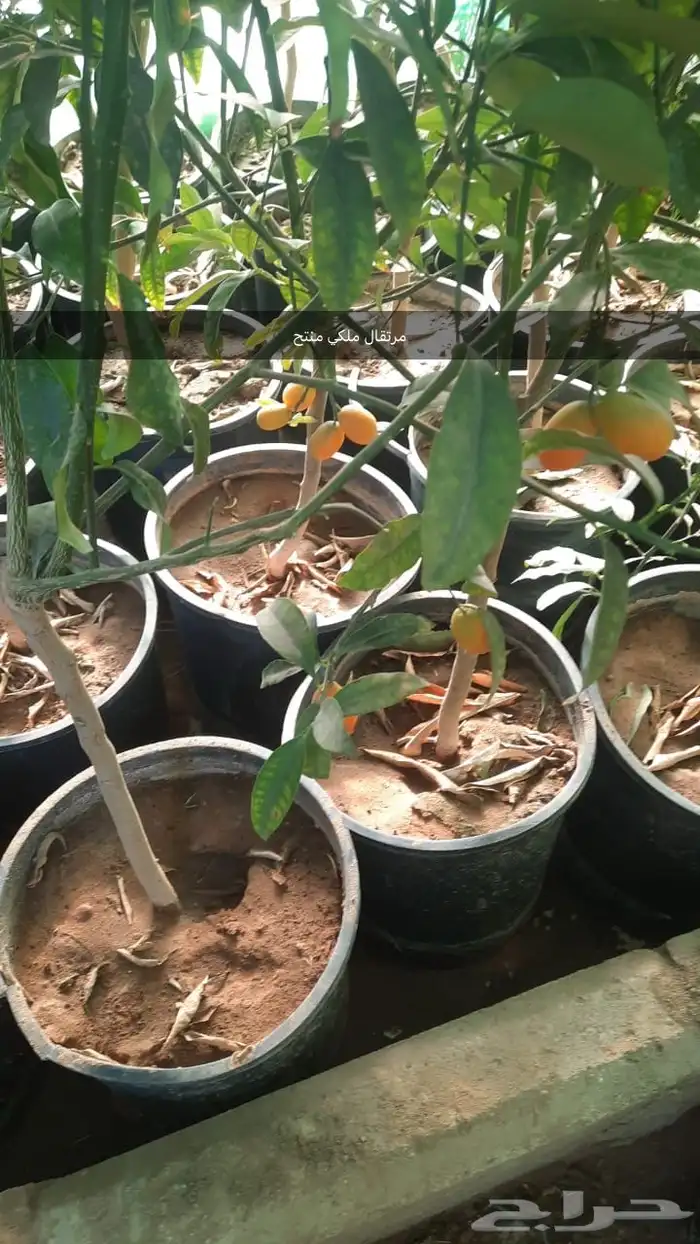 شتل كبير ومنتج 5