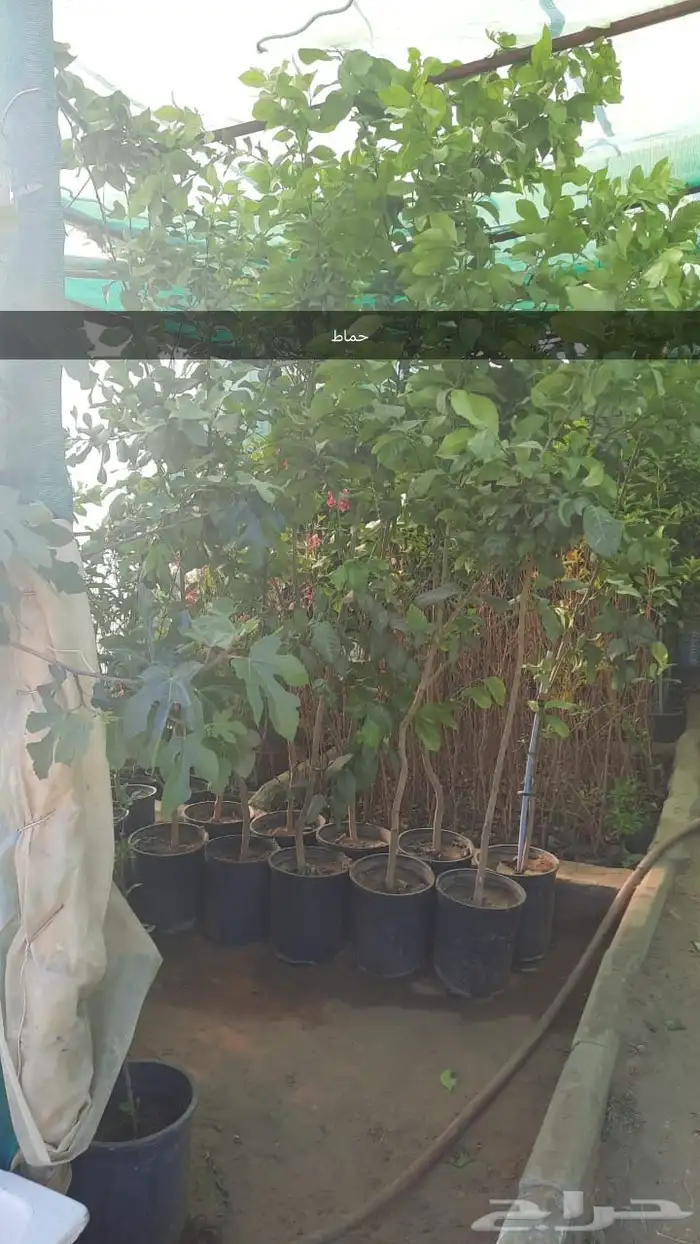 شتل كبير ومنتج 2