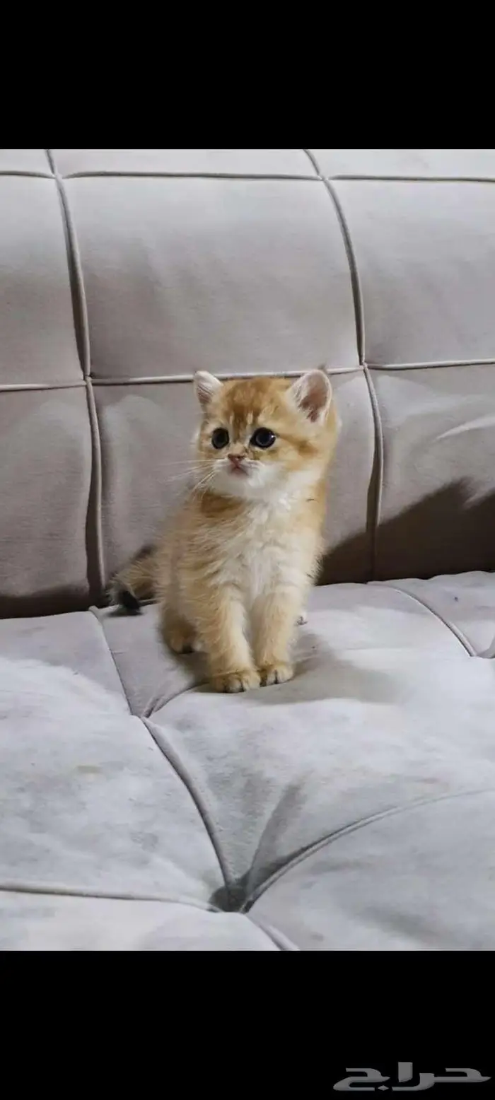 قطط سكوتش وبرتش 2