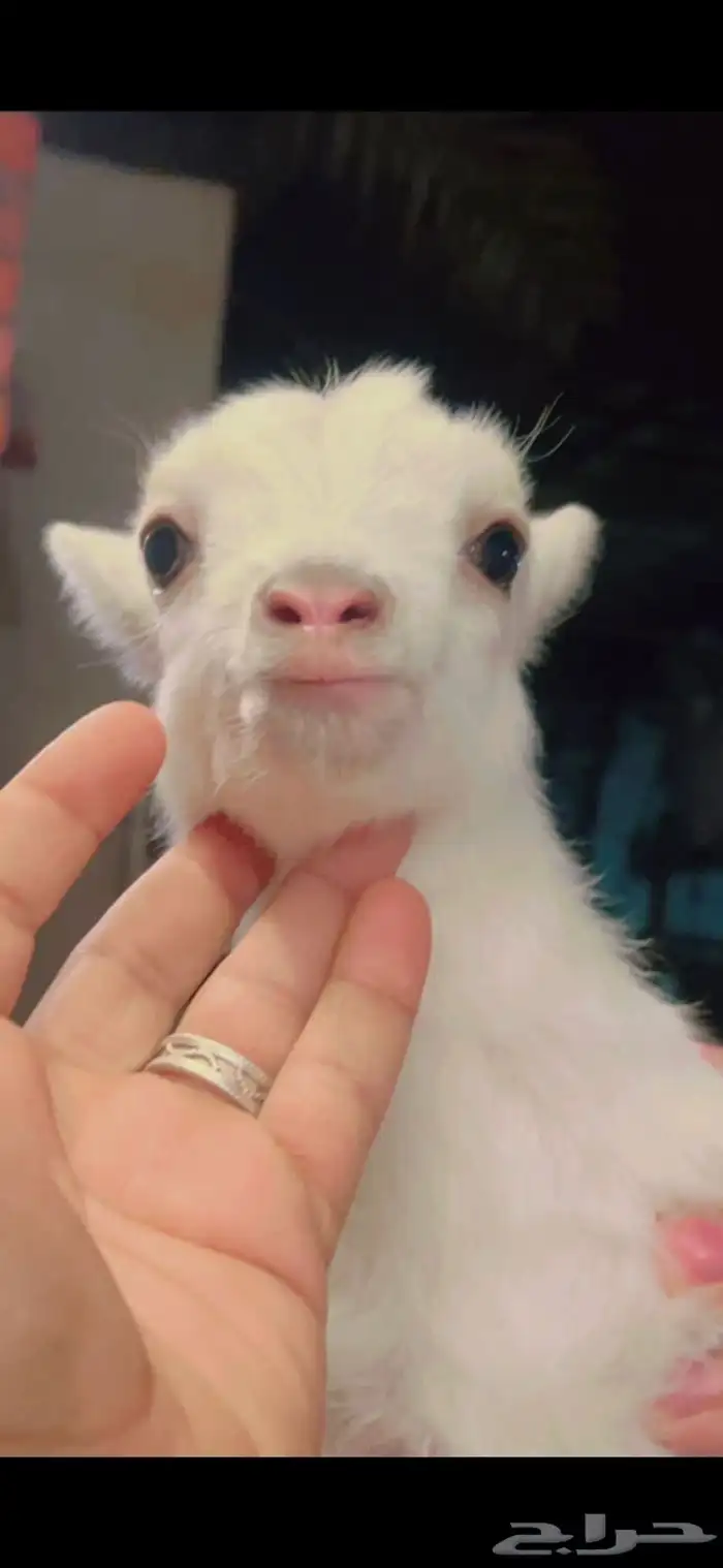 الماعز القزم الأليف 13