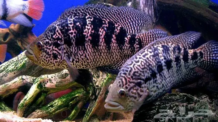 سمك زينة 0