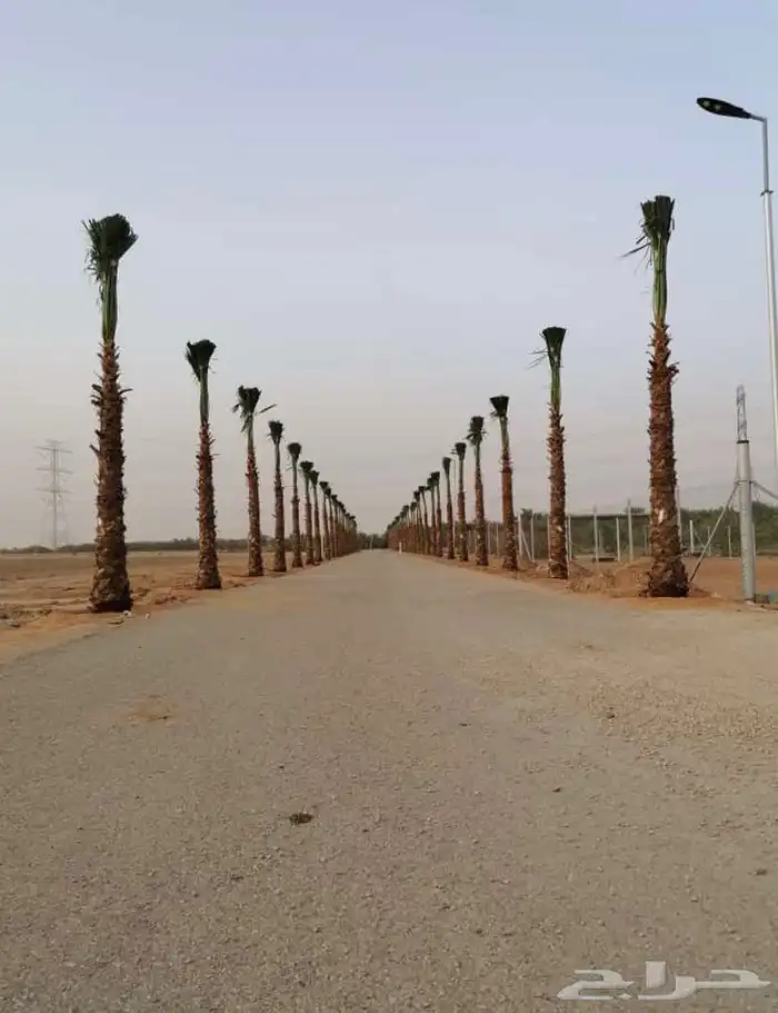 نخل واشنطن زينة أمريكي للبيع جميع المقاسات وجميع الكميات 15
