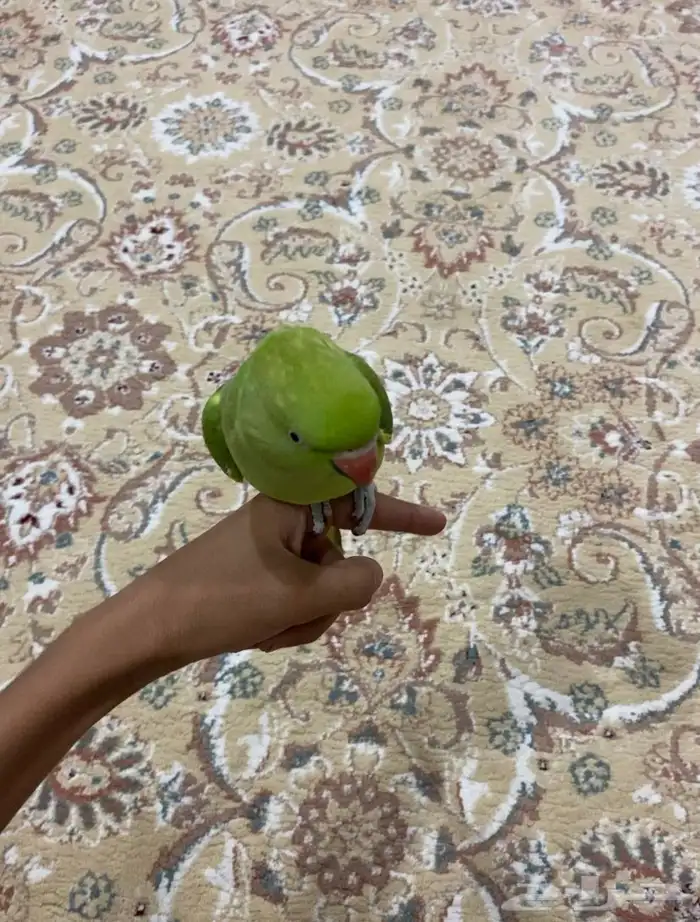 ببغاء دره اليف وله اصوات حلوه ومجنون ترويش(تم البيعع) 0