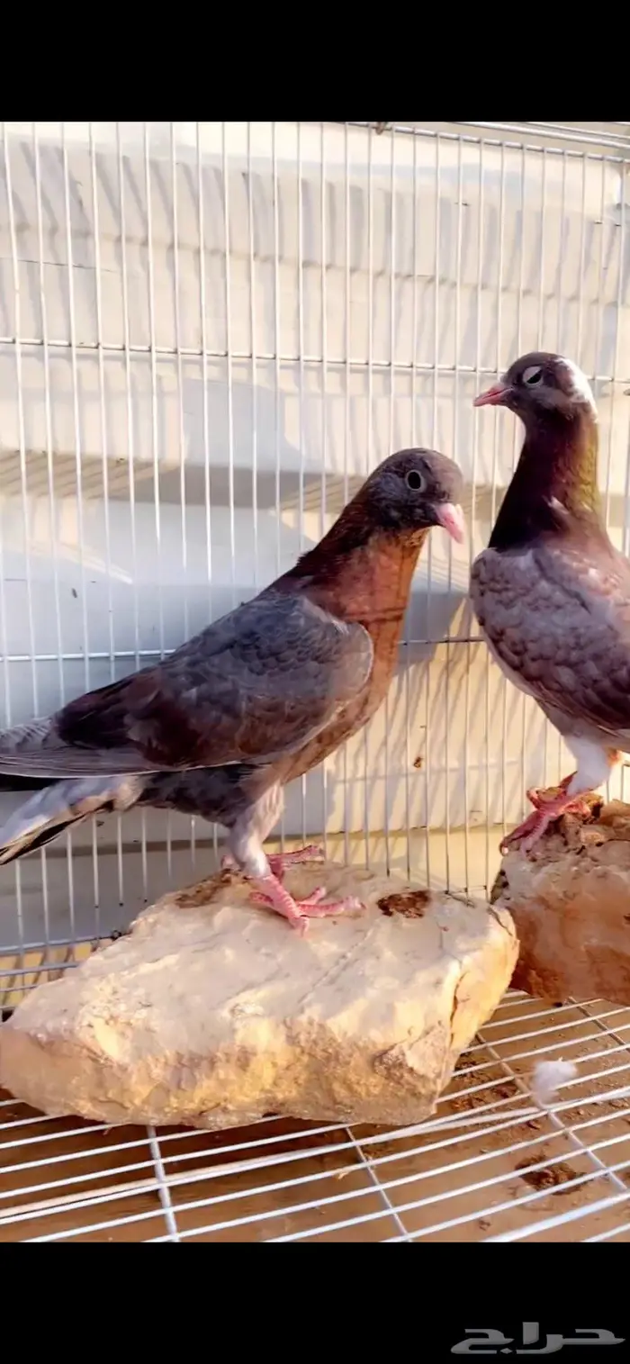 طبتين قطايف حمر مميزة ومعاريف. الخرج 5