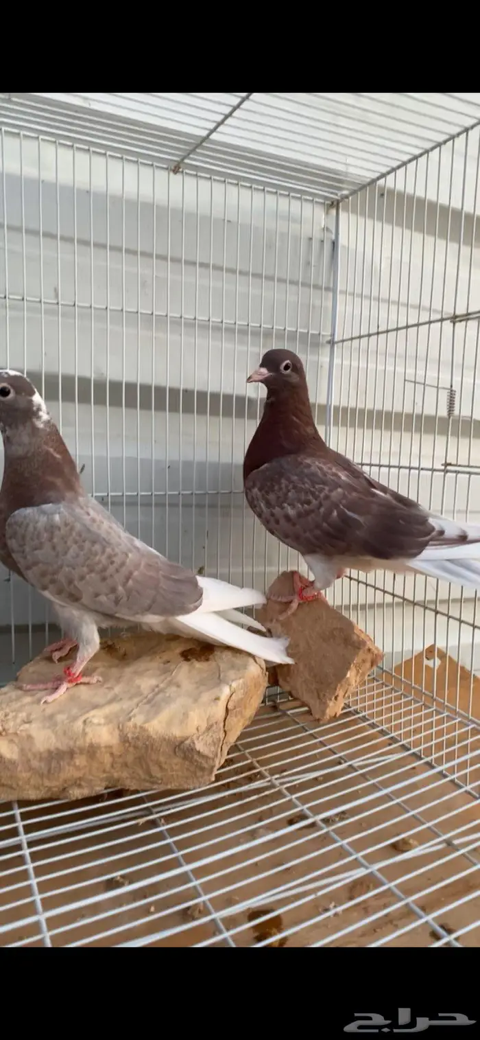 طبتين قطايف حمر مميزة ومعاريف. الخرج 1