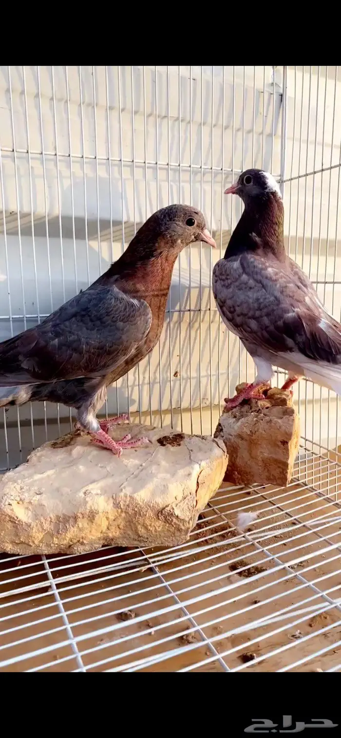 طبتين قطايف حمر مميزة ومعاريف. الخرج 6