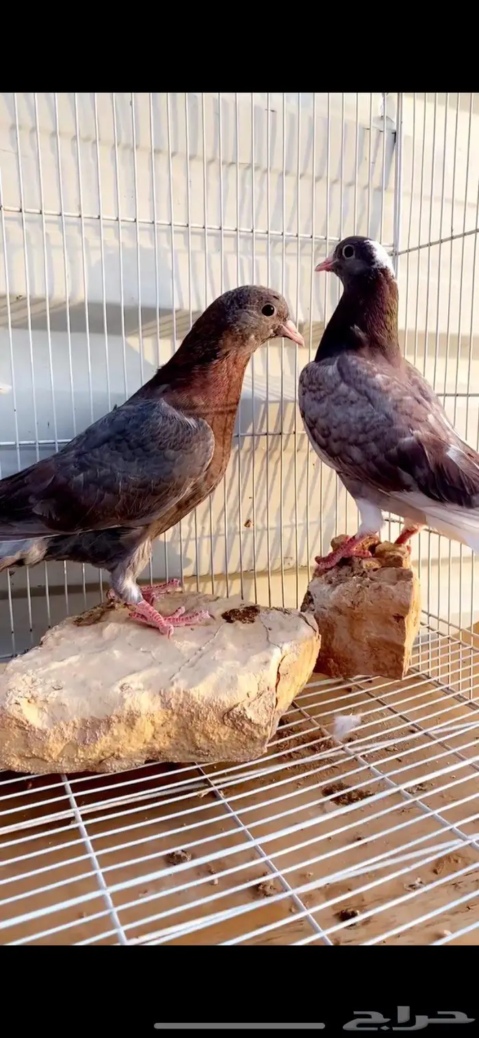 طبتين قطايف حمر مميزة ومعاريف. الخرج 7