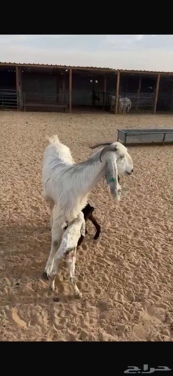 عنز متبع 3
