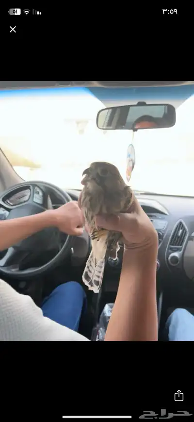 مطلوب باشق او شبوط بالقريات 0