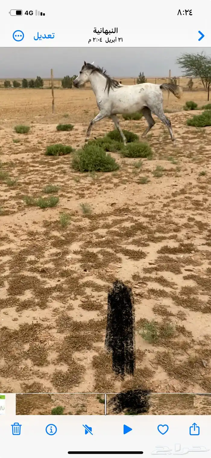 للبيع فرس شعبيه شيخه عمرها 5 سنوات 3